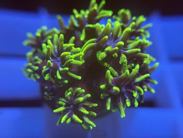 KORALLE 51 - HULK GALAXEA - FREI ZUM KAUF