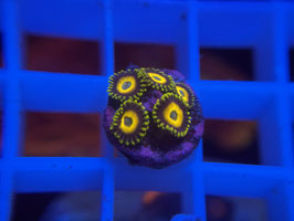 KORALLE 11 - SCRABLED EGGS ZOANTHUS - @Bettina-r8r ​​