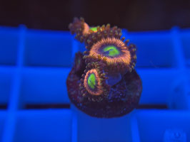 KORALLE 66 - LOTR ZOANTHUS