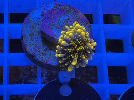 KORALLE 3 - ULTRA ORANGE YUMA