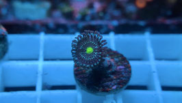 KORALLE 63 - blue lagoon Zoanthus *super RARE*