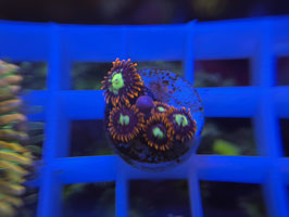 KORALLE 25 - FIREFLY ZOANTHUS