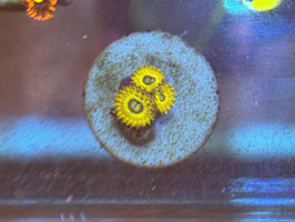 PIKATCHU ZOANTHUS
