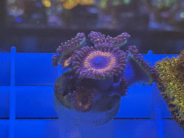 KORALLE 44 - BAD SANTA ZOANTHUS