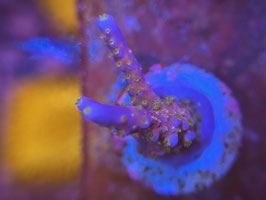 K2 MERLIN STAFF ACROPORA