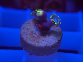 KORALLE 72 - SMURF BLOOD ZOANTHUS - @Bettina-r8r ​​