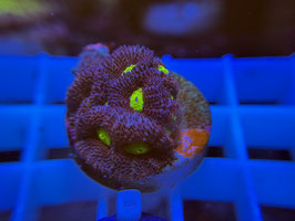 KORALLE 72 - AOI MICROMUSSA - Bastian Kaltofen Mitglied (1 Jahr) ​