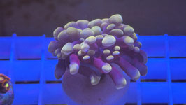 KORALLE 42 - GOLD NUGGET PARAANCORA -  @oliversander5146 ​  #2 ​