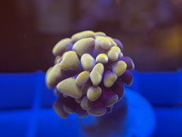 KORALLE 74 - PURPLE STEM/ GOLD PARANANCORA