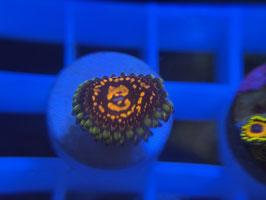 KORALLE 16 - FLAMING BROHICAN ZOANTHUS - @Bettina-r8r ​​