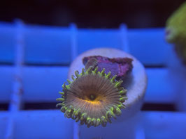 KORALLE 46 - CAPTAIN AMERICA ZOANTHUS - @macity3239 ​​