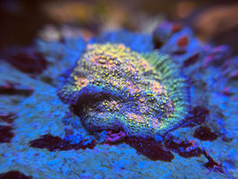 KORALLE 69 - CARNIVAL CHALICE