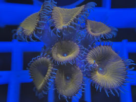 KORALLE 34 - RED DEATH PALYTHOA