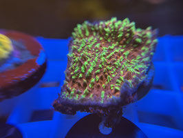 KORALLE 55 - ACID RAIN CHALICE - Reeftank & more Mitglied (6 Monate) ​​