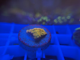 KORALLE 61 - goldrush Montipora -  frei zum kauf