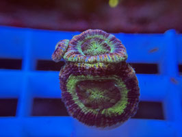 KORALLE 93 - MULTICOLOR ACAN MICROMUSSA