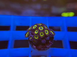 KORALLE 95 - MEAN GREEN ZOANTHUS - Maren Schoden ​