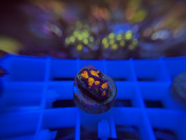 KORALLE 61 - WWC BEJEWELED FAVIA