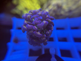 KORALLE 82 - rainbow paraancora - FREI ZUM KAUF