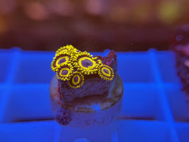 KORALLE 57 - LA LAKERS ZOANTHUS - frei zum kauf