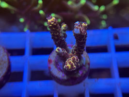 KORALLE 85 - ACROPORA FLAMING PIKATCHU
