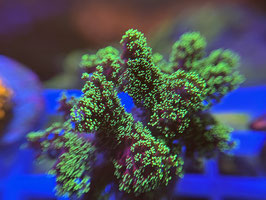 KORALLE 19 - STYLOPHORA GREEN - Oliver Bartels ​​