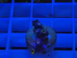 KORALLE 36 - LA LAKERS ZOANTHUS - Bastian Kaltofen Mitglied (1 Jahr) ​​