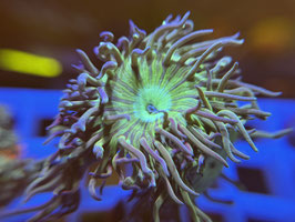 KORALLE 5 - Duncanopsammia axifuga - BARTKORALLE