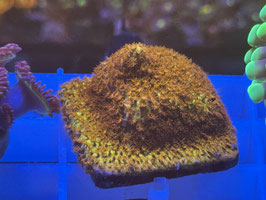 KORALLE 45 - BURNING BANANA STYLO