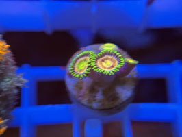 KORALLE 32 - LASER LEMON ZOANTHUS