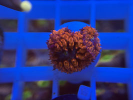 KORALLE 21 - BLASTOMUSSA MERLETTI -  DAVID WALTER