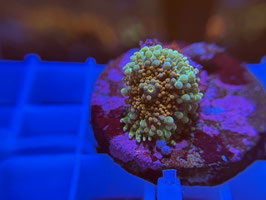 KORALLE 43 - ULTRA COLORED YUMA