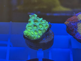 KORALLE 54  - YELLOW GONIOPORA - NEUES BILD KOMMT WENN OFFEN