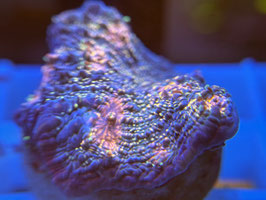 KORALLE 76 - CARNICAL CHALICE  - Yasha’S Tank ​​