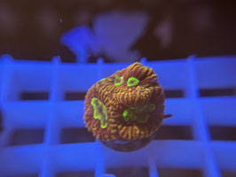 KORALLE 50 - GOD OF WAR FAVIA - FREI ZUM KAUF