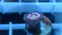 KORALLE 35 - ICE PHANTOM ZOANTHUS
