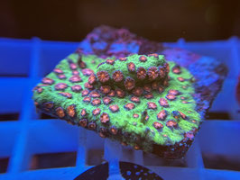 KORALLE 74 - ALIEN POX CYPHASTREA - Jeah :D ​​