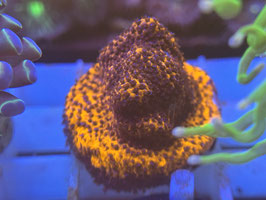 KORALLE 80 - MONTIPORA MYSTIC SUNSET