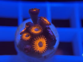 KORALLE 3 - KED RED ZOANTHUS - FREI ZUM KAUF