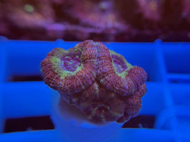KORALLEN 81 - YELLOW/ PINK ACAN