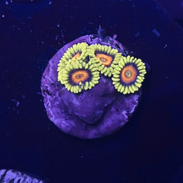 EAGLE EYE ZOANTHUS