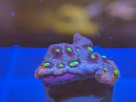 KORALLE 55 - KILL BILL FAVIA - Bastian Kaltofen Mitglied (1 Jahr) ​