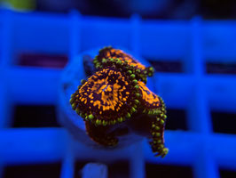 KORALLE 85 - CC FLAMING BROHICAN ZOANTHUS - FREI ZUM KAUF