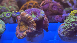 KORALLE 68 - GRAFTED ACANTHASTREA LORDH. - AUSSIE - @jensgrosse407 ​