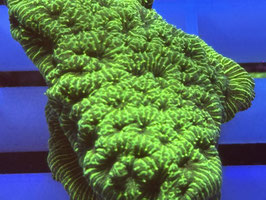 KORALLE 42 - GREEN SLIMER LEPTOSERIS