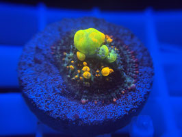 KORALLE 66 - OG WWC BOUNCE MUSHROOM - FREI ZUM KAUF