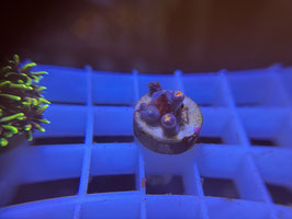 KORALLE 52 - ZOANTHUS - @karinkaiser4338 ​​