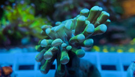 KORALLE 12 - YELLOWISH BALIENSIS