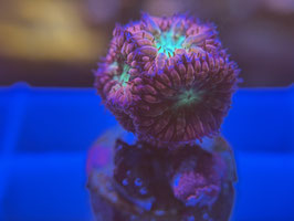 KORALLE 56 - RED / GREEN BLASTOMUSSA MERLETTI - FREI ZUM KAUF