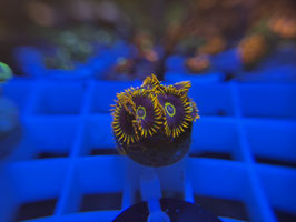 KORALLE 58 - RAINBOW HORNET ZOANTHUS - Reeftank & more Mitglied (6 Monate) ​